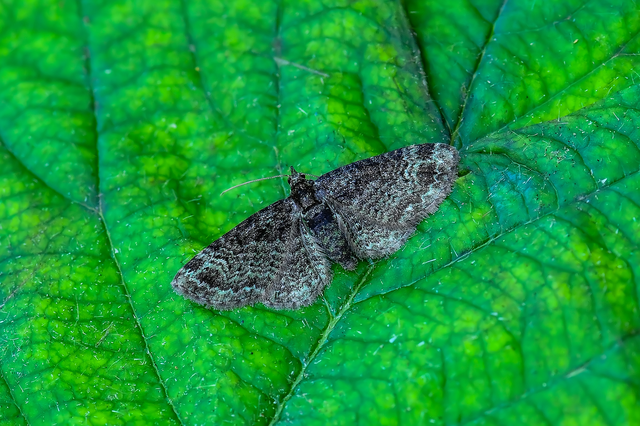 Pasiphila rectangulata - almavirág-araszoló
