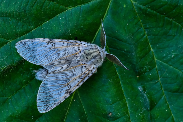 Cerura vinula - nagy púposszövő