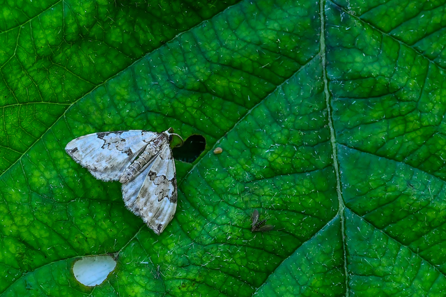 Colostygia pectinataria - zöld levélaraszoló