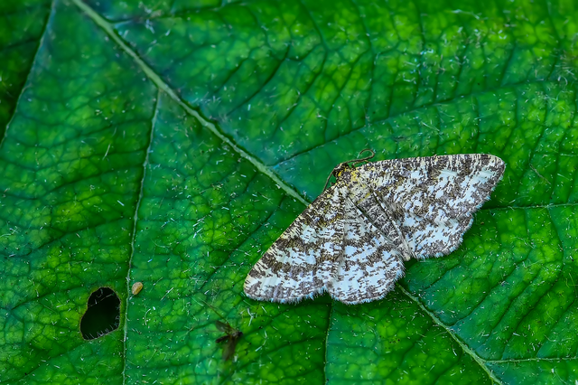 Heliomata glarearia - bőrszínű araszoló