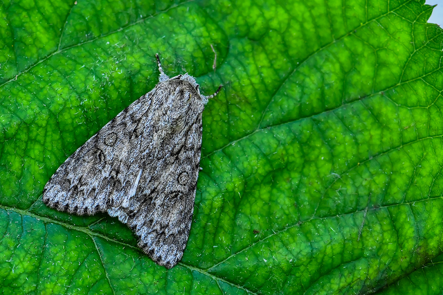 Acronicta aceris - vadgesztenye-szigonyosbagoly