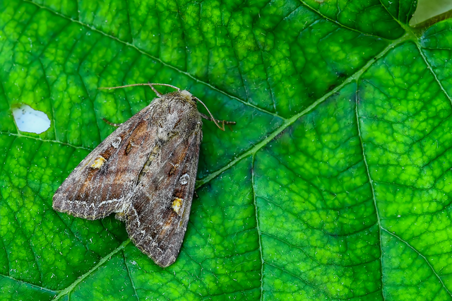 Lacanobia oleracea - saláta-kertibagoly