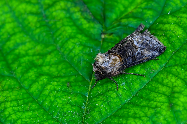 Abrostola asclepiadis - barnaövű csalánbagoly