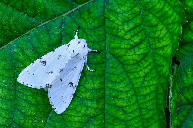 Acronicta leporina - fehér szigonyosbagoly