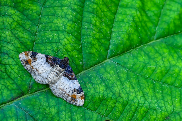 Catarhoe cuculata - csuklyás tarkaaraszoló