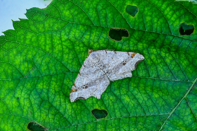 Macaria alternata - közönséges szürkearaszoló