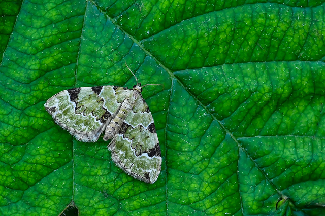 Colostygia pectinataria - zöld levélaraszoló