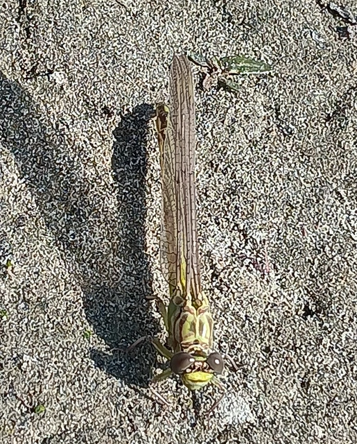 Gomphus flavipes - sárgalábú folyami-szitakötő Gomphus flavipes - sárgalábú folyami-szitakötő