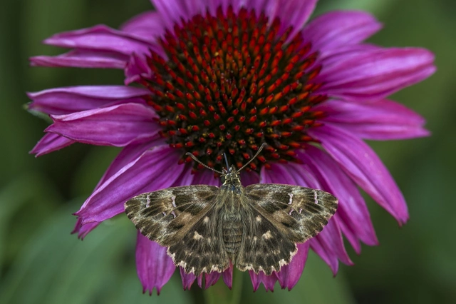 Carcharodus alceae - mályva-busalepke