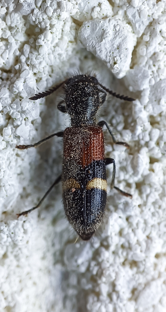 Tilloidea unifasciata - szőlő-szúfarkas