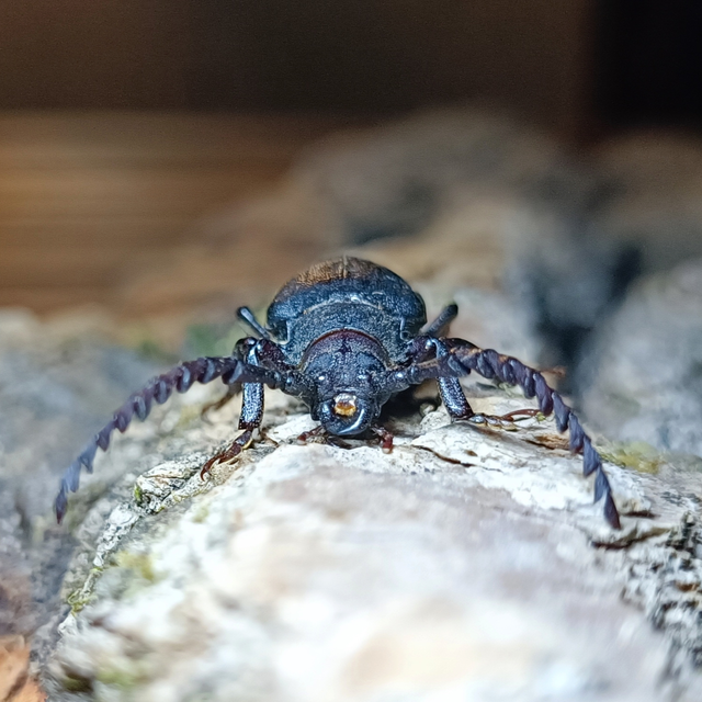 Prionus coriarius - csőszcincér