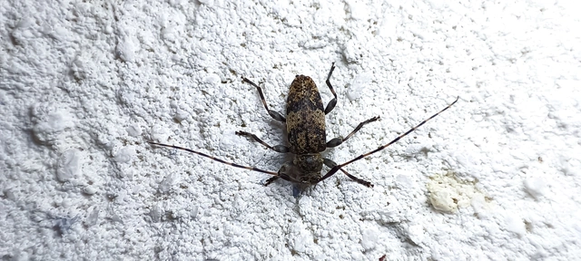 Leiopus nebulosus - öves gesztcincér