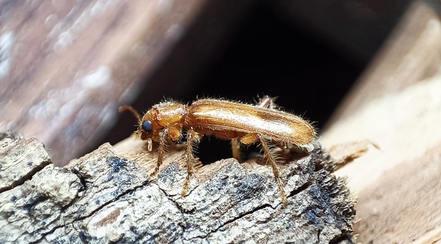 Opilo pallidus - sárga szúfarkas