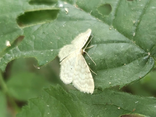 Idaea fuscovenosa - szürkeszélű apróaraszoló