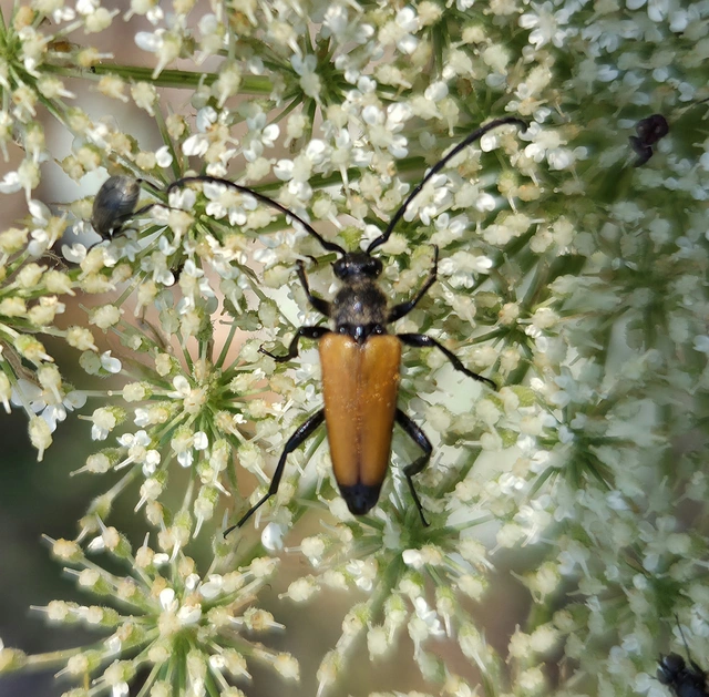 Stictoleptura fulva - vörhenyes virágcincér