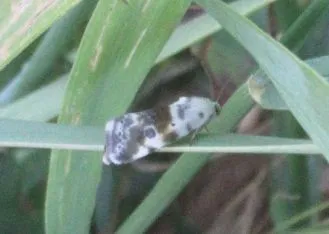 Ponometia candefacta - parlagfűbagoly