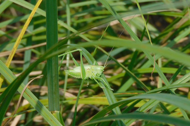 Tettigonia viridissima - zöld lombszöcske