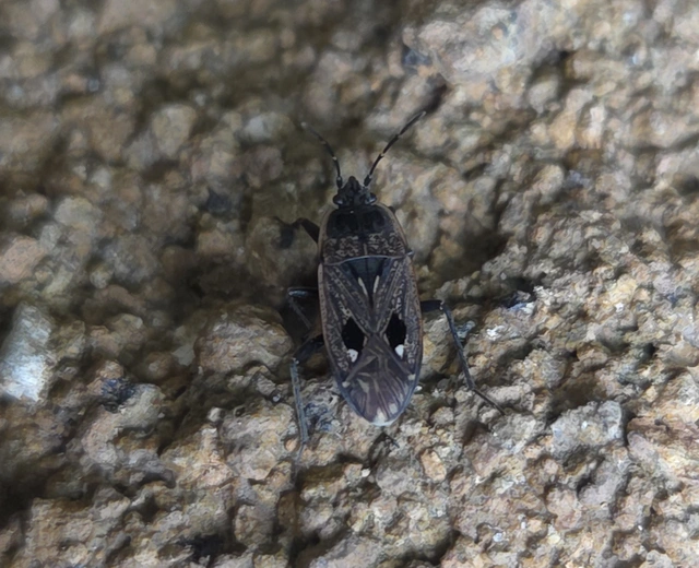 Graptopeltus lynceus - homoki díszesbodobács