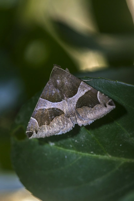Dysgonia algira - déli porcelánbagoly
