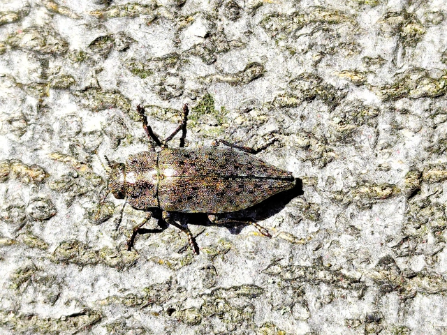 Dicerca berolinensis - bükkfa-díszbogár