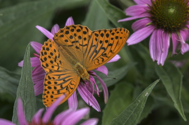 Argynnis paphia - nagy gyöngyházlepke