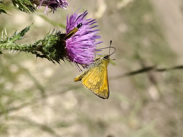 Ochlodes sylvanus - erdei busalepke