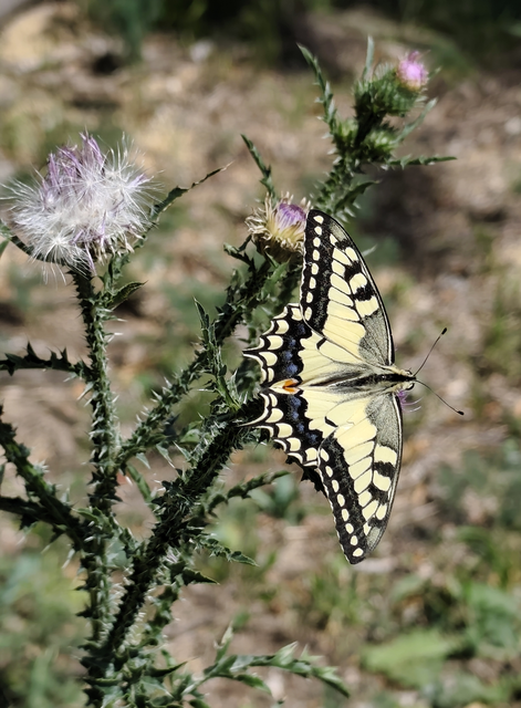 Papilio machaon - fecskefarkú lepke