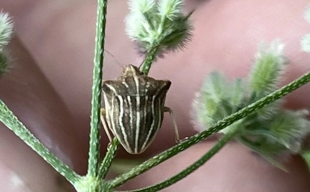 Ancyrosoma leucogrammes - vállas poloska Ancyrosoma leucogrammes - vállas poloska