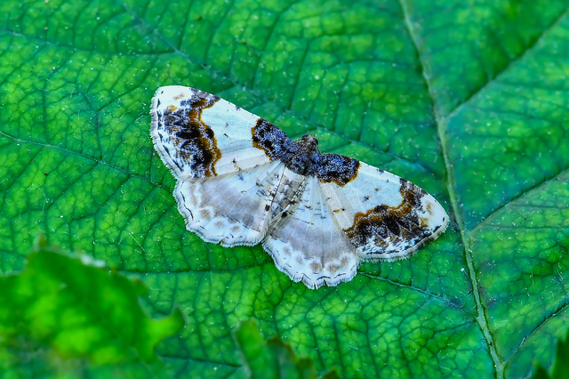 Ligdia adustata - barna levélaraszoló