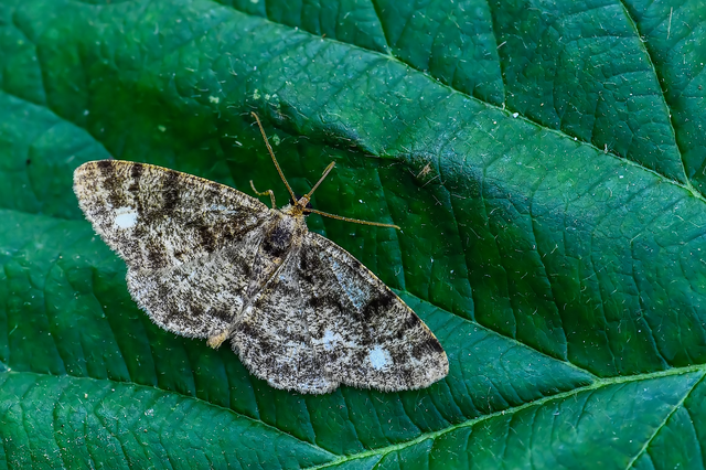 Parectropis similaria - barna zuzmóaraszoló
