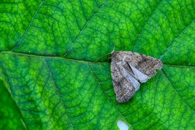 Athetis gluteosa - nyugtalan lápibagoly