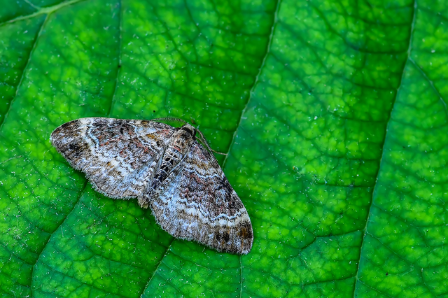 Xanthorhoe spadicearia - sávos tarkaaraszoló