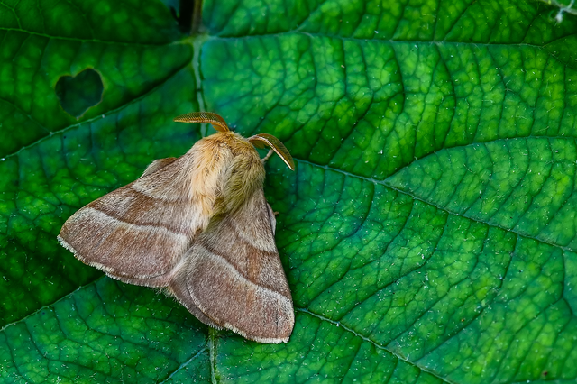 Malacosoma neustria - gyűrűsszövő