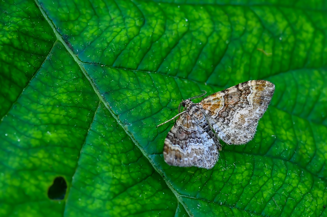 Xanthorhoe spadicearia - sávos tarkaaraszoló