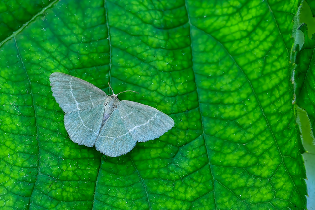 Chlorissa viridata/cloraria