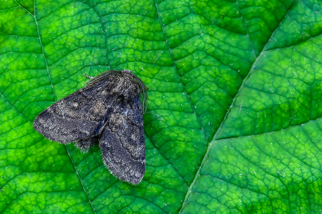 Gluphisia crenata - kormos púposszövő