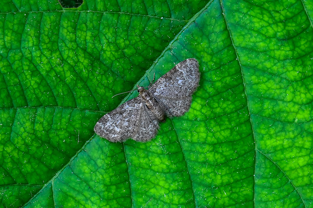 Pasiphila chloerata - hamvas törpearaszoló