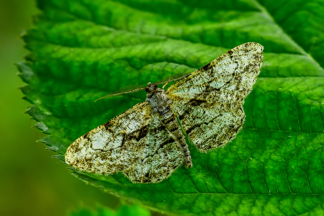 Peribatodes umbraria - fagyal-faaraszoló