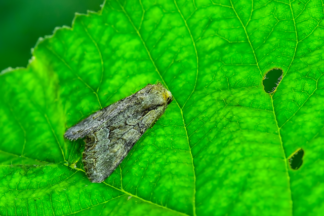Lacanobia