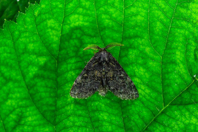 Gluphisia crenata - kormos púposszövő