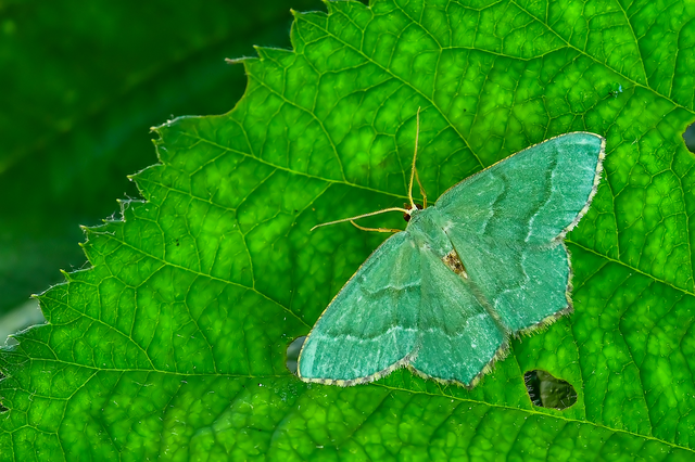 Hemithea aestivaria - nyír-zöldaraszoló