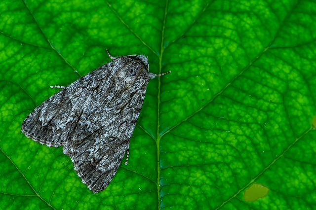 Acronicta aceris - vadgesztenye-szigonyosbagoly