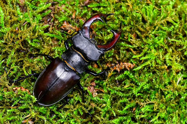 Lucanus cervus - nagy szarvasbogár