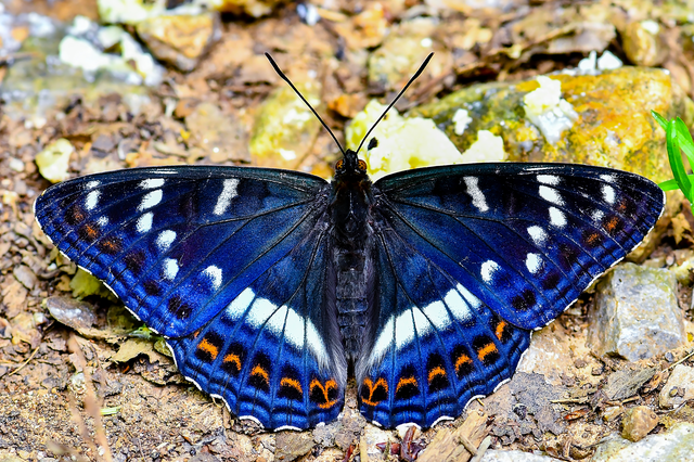 Limenitis populi - nagy nyárfalepke