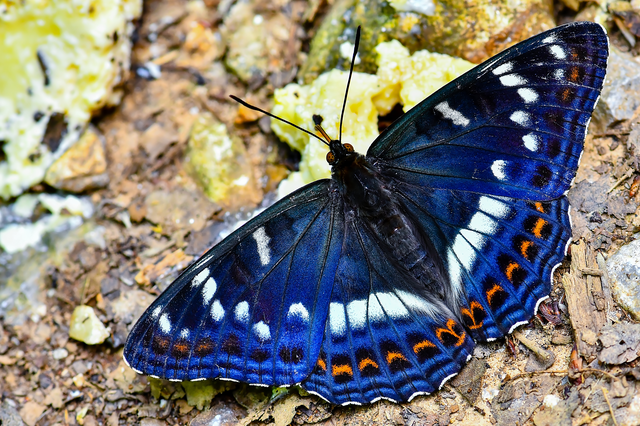 Limenitis populi - nagy nyárfalepke