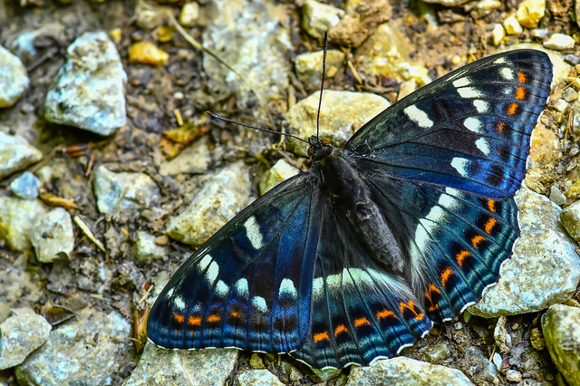 Limenitis populi - nagy nyárfalepke