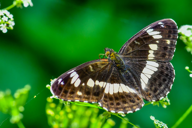 Limenitis camilla - kis lonclepke