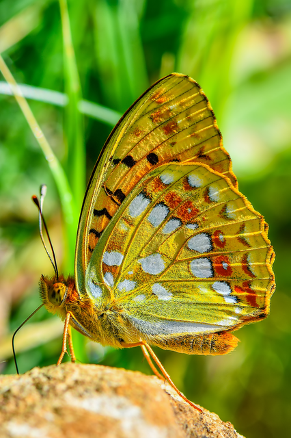 Argynnis adippe - ezüstös gyöngyházlepke