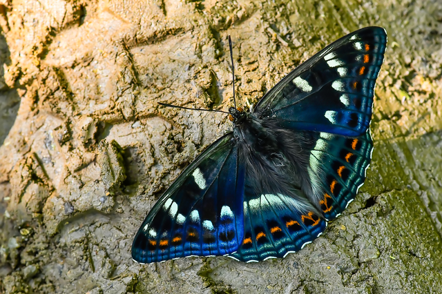 Limenitis populi - nagy nyárfalepke
