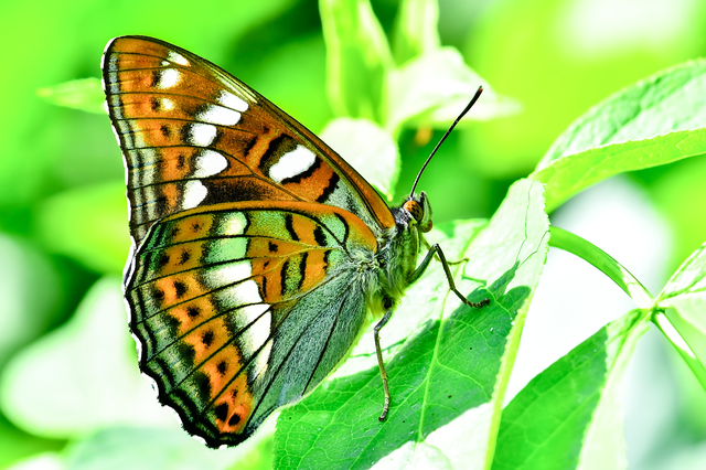 Limenitis populi - nagy nyárfalepke